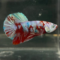 the-fish-farm Premium Male Betta Fancy Plakat Betta Male - One Only - 14 Buy this Premium Male Plakat Betta - One Only The Fish Farm Australia 