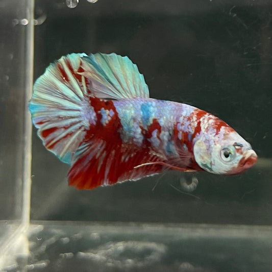 the-fish-farm Premium Male Betta Fancy Plakat Betta Male - One Only - 14 Buy this Premium Male Plakat Betta - One Only The Fish Farm Australia 