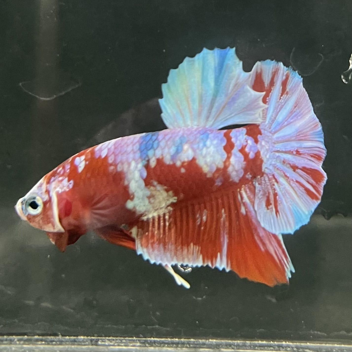 the-fish-farm Premium Male Betta Fancy Plakat Betta Male - One Only - 14 Buy this Premium Male Plakat Betta - One Only The Fish Farm Australia 