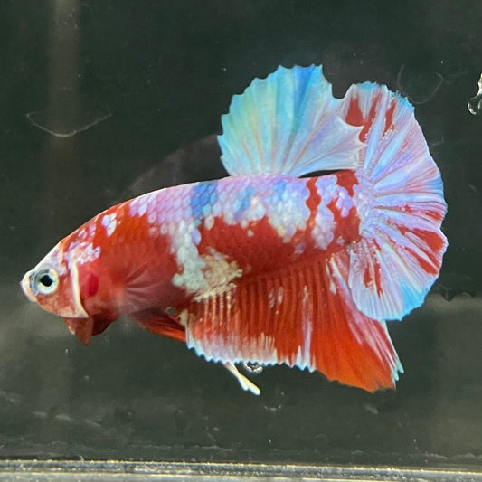 the-fish-farm Premium Male Betta Fancy Plakat Betta Male - One Only - 14 Buy this Premium Male Plakat Betta - One Only The Fish Farm Australia 