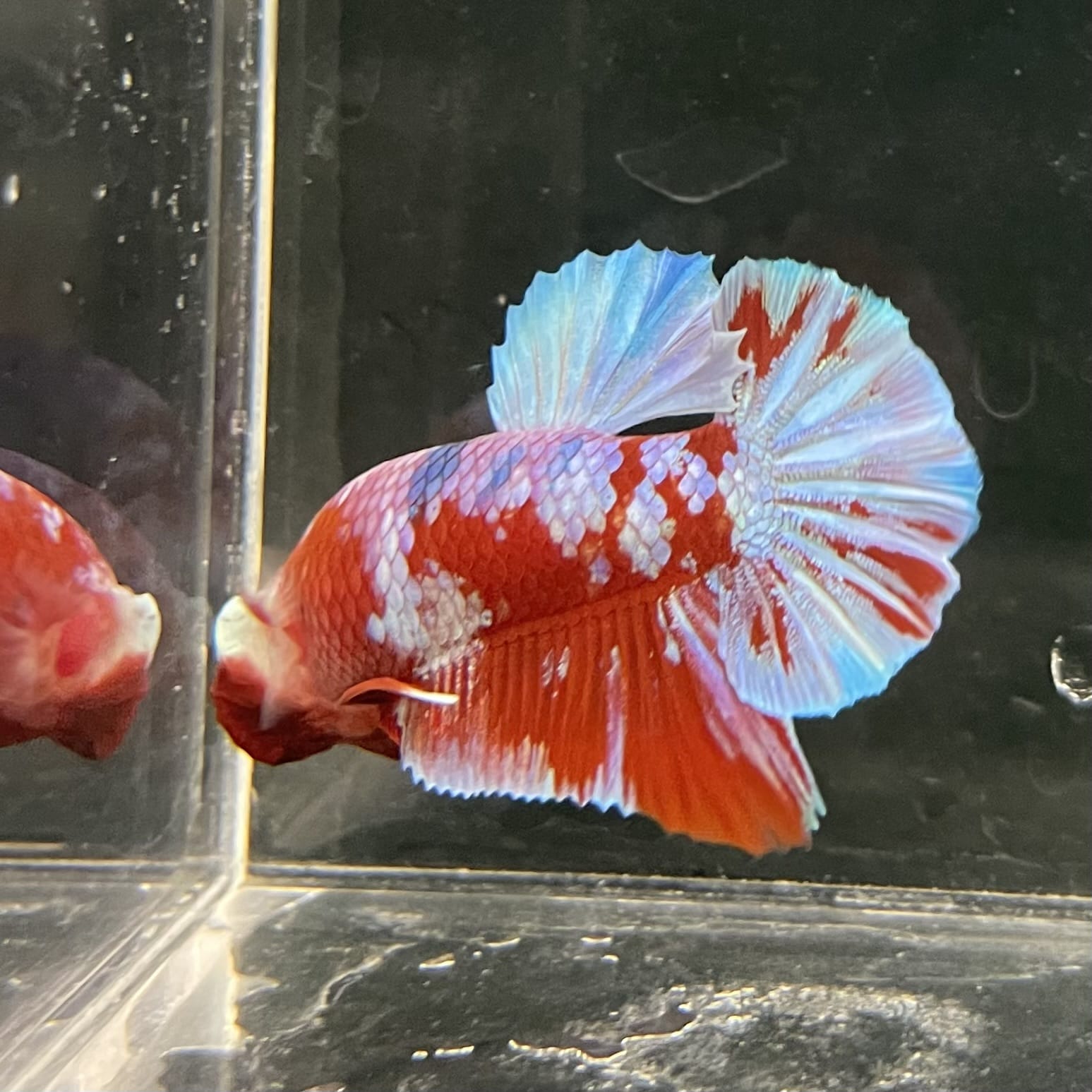the-fish-farm Premium Male Betta Fancy Plakat Betta Male - One Only - 14 Buy this Premium Male Plakat Betta - One Only The Fish Farm Australia 