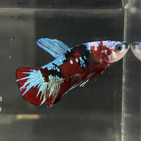 the-fish-farm Premium Male Betta Fancy Plakat Betta Male - One Only - 14 Buy this Premium Male Plakat Betta - One Only The Fish Farm Australia 