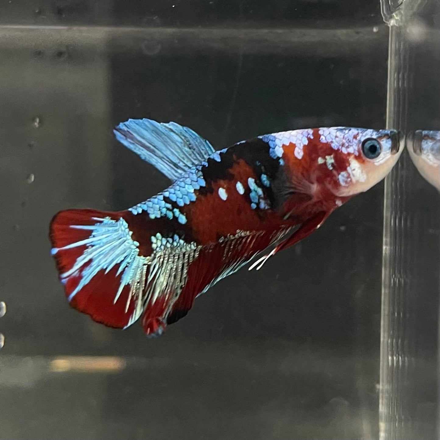 the-fish-farm Premium Male Betta Fancy Plakat Betta Male - One Only - 14 Buy this Premium Male Plakat Betta - One Only The Fish Farm Australia 