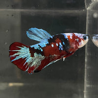 the-fish-farm Premium Male Betta Fancy Plakat Betta Male - One Only - 14 Buy this Premium Male Plakat Betta - One Only The Fish Farm Australia 