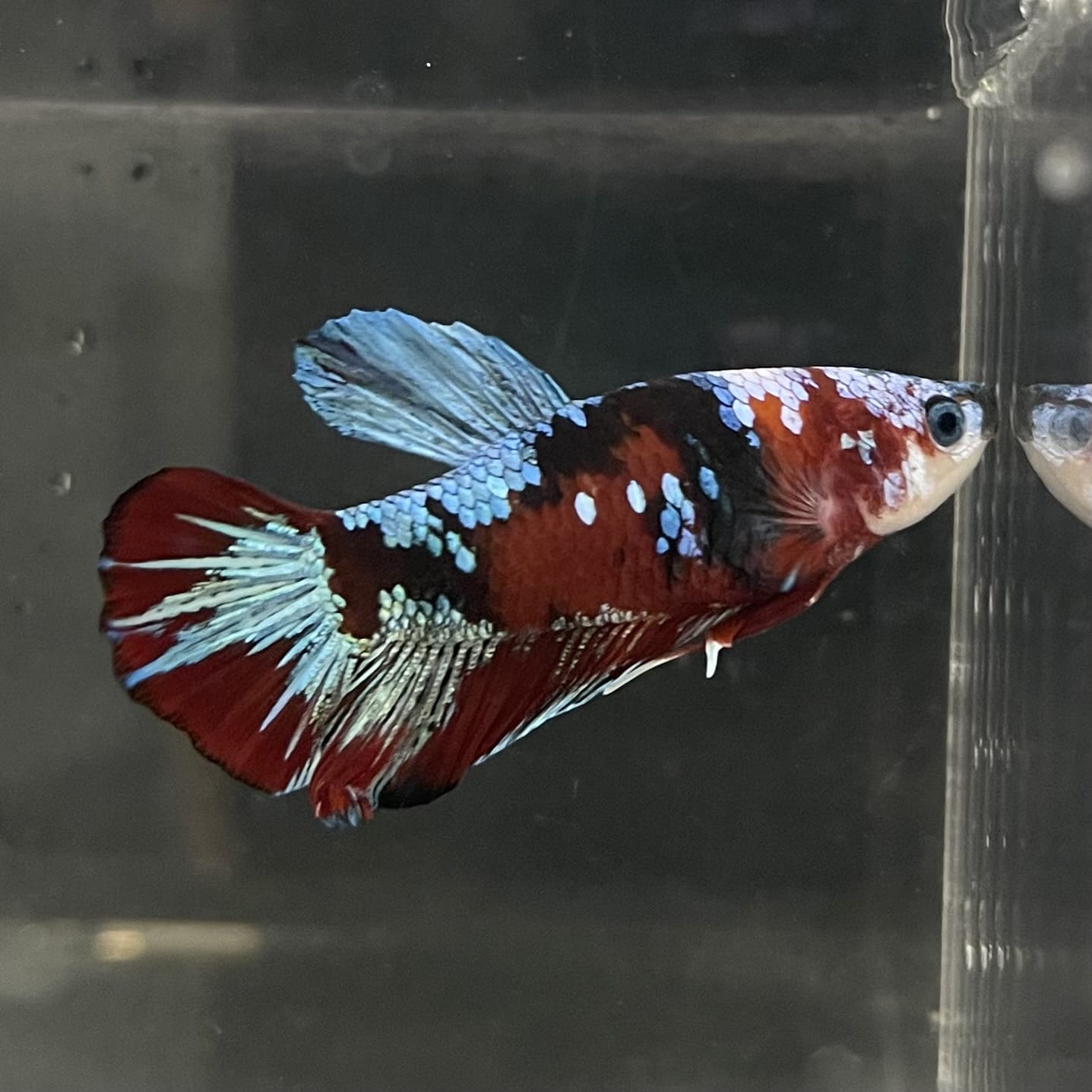 the-fish-farm Premium Male Betta Fancy Plakat Betta Male - One Only - 14 Buy this Premium Male Plakat Betta - One Only The Fish Farm Australia 