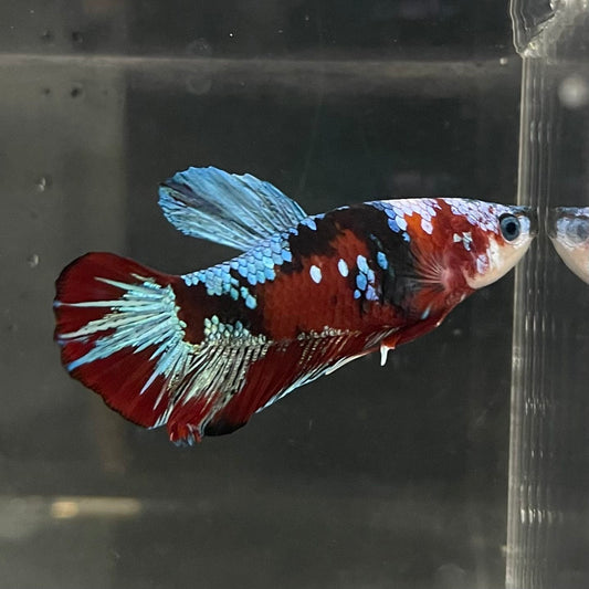 the-fish-farm Premium Male Betta Fancy Plakat Betta Male - One Only - 14 Buy this Premium Male Plakat Betta - One Only The Fish Farm Australia 
