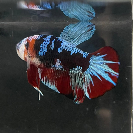 the-fish-farm Premium Male Betta Fancy Plakat Betta Male - One Only - 14 Buy this Premium Male Plakat Betta - One Only The Fish Farm Australia 