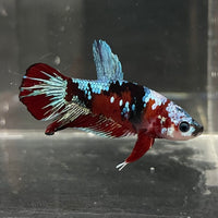 the-fish-farm Premium Male Betta Fancy Plakat Betta Male - One Only - 14 Buy this Premium Male Plakat Betta - One Only The Fish Farm Australia 