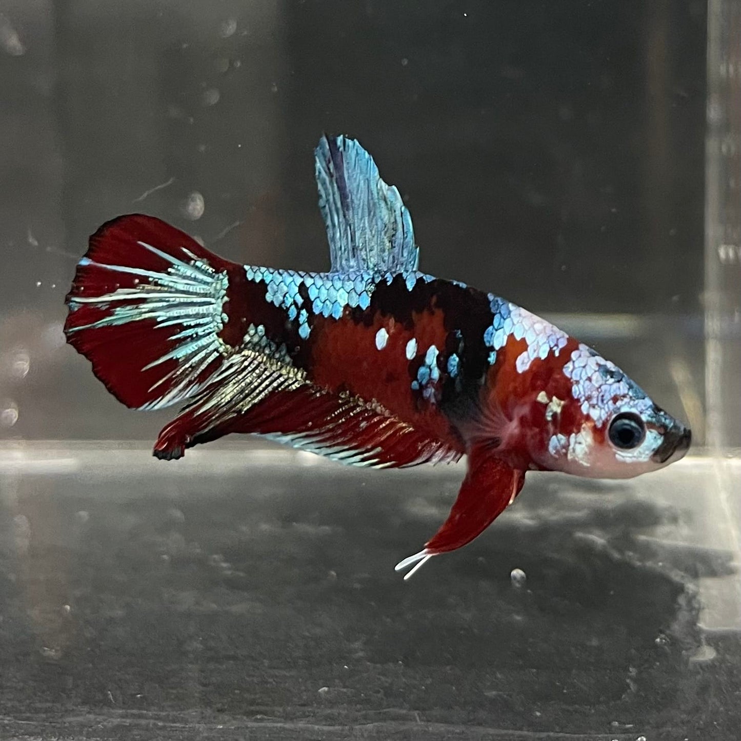 the-fish-farm Premium Male Betta Fancy Plakat Betta Male - One Only - 14 Buy this Premium Male Plakat Betta - One Only The Fish Farm Australia 
