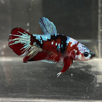 the-fish-farm Premium Male Betta Fancy Plakat Betta Male - One Only - 14 Buy this Premium Male Plakat Betta - One Only The Fish Farm Australia 
