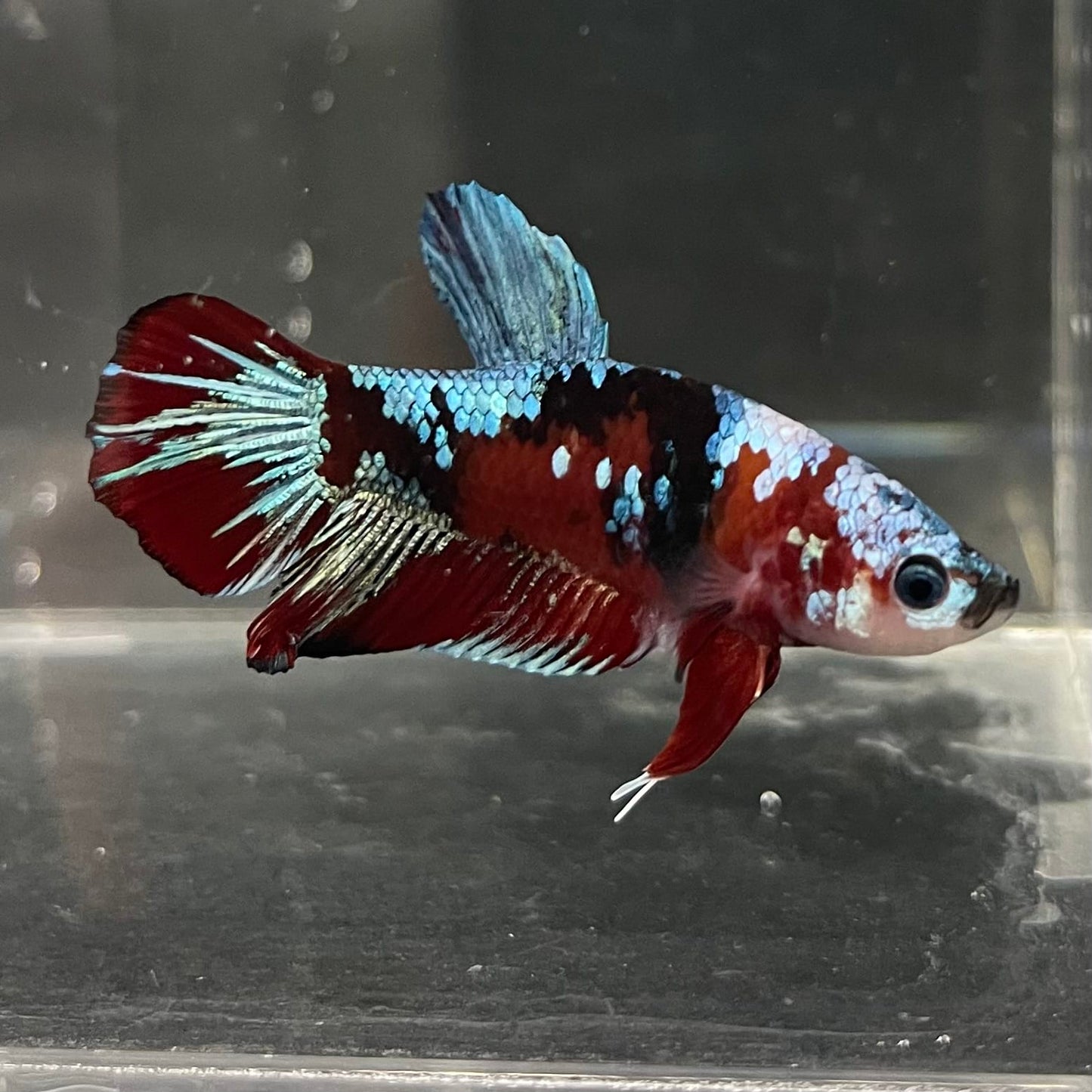 the-fish-farm Premium Male Betta Fancy Plakat Betta Male - One Only - 14 Buy this Premium Male Plakat Betta - One Only The Fish Farm Australia 