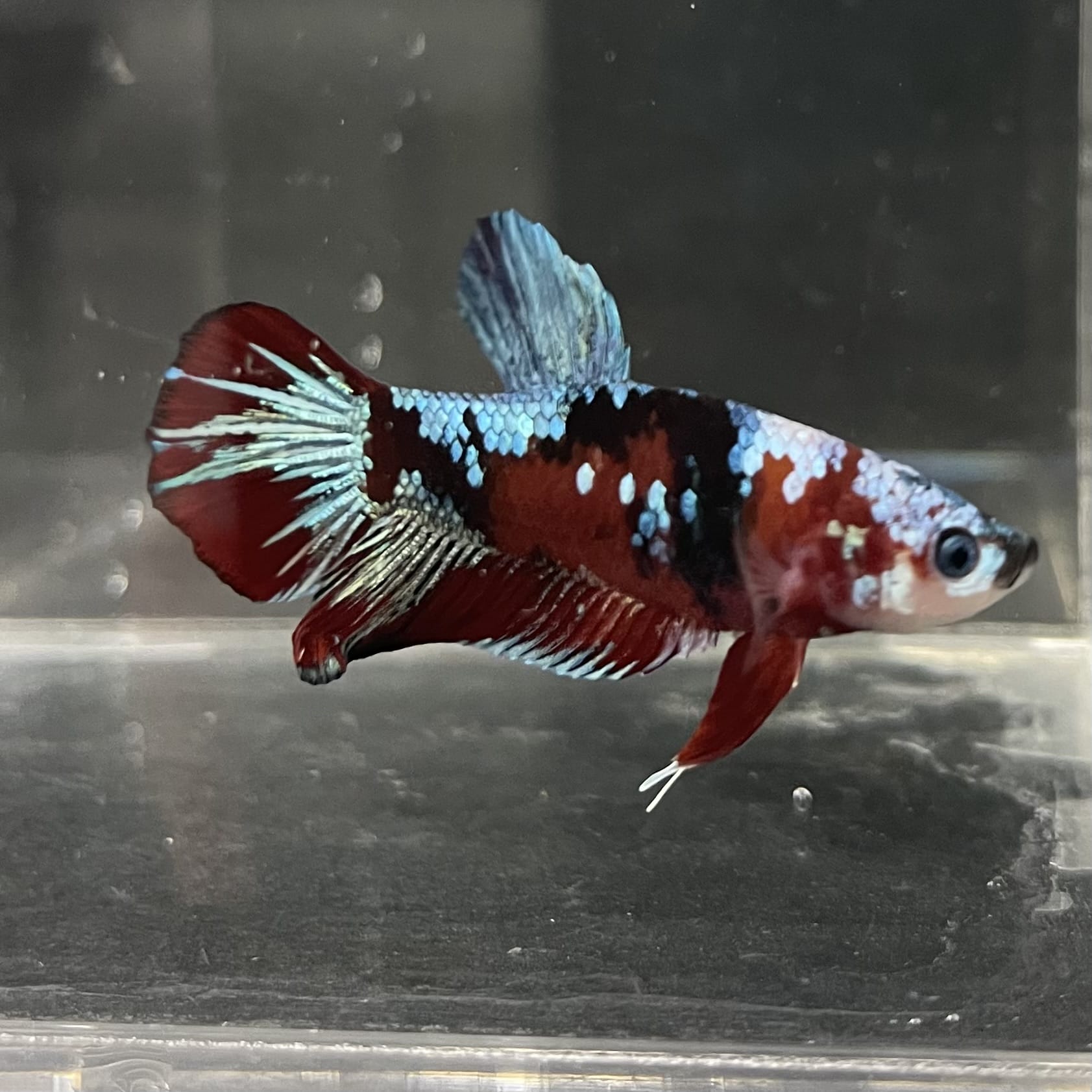 the-fish-farm Premium Male Betta Fancy Plakat Betta Male - One Only - 14 Buy this Premium Male Plakat Betta - One Only The Fish Farm Australia 