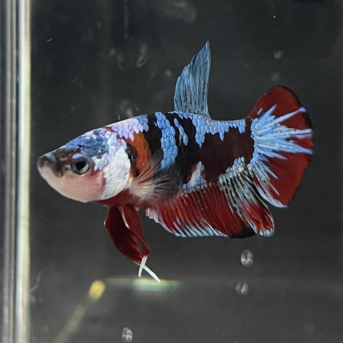 the-fish-farm Premium Male Betta Fancy Plakat Betta Male - One Only - 14 Buy this Premium Male Plakat Betta - One Only The Fish Farm Australia 