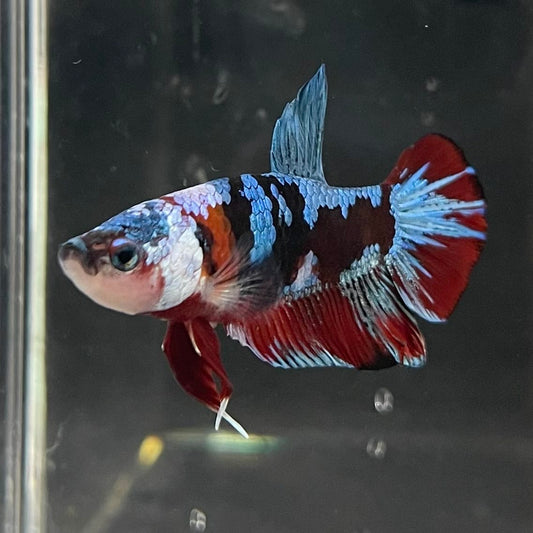the-fish-farm Premium Male Betta Fancy Plakat Betta Male - One Only - 14 Buy this Premium Male Plakat Betta - One Only The Fish Farm Australia 