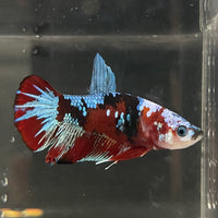 the-fish-farm Premium Male Betta Fancy Plakat Betta Male - One Only - 14 Buy this Premium Male Plakat Betta - One Only The Fish Farm Australia 