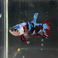 the-fish-farm Premium Male Betta Fancy Plakat Betta Male - One Only - 14 Buy this Premium Male Plakat Betta - One Only The Fish Farm Australia 