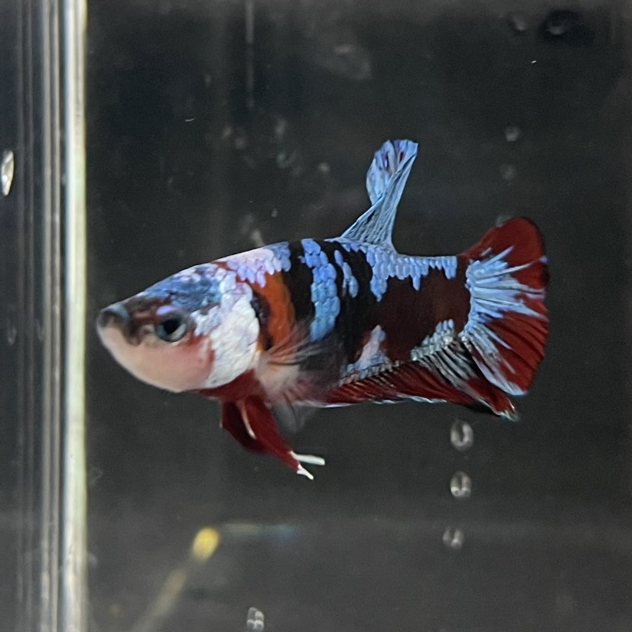the-fish-farm Premium Male Betta Fancy Plakat Betta Male - One Only - 14 Buy this Premium Male Plakat Betta - One Only The Fish Farm Australia 