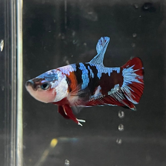 the-fish-farm Premium Male Betta Fancy Plakat Betta Male - One Only - 14 Buy this Premium Male Plakat Betta - One Only The Fish Farm Australia 