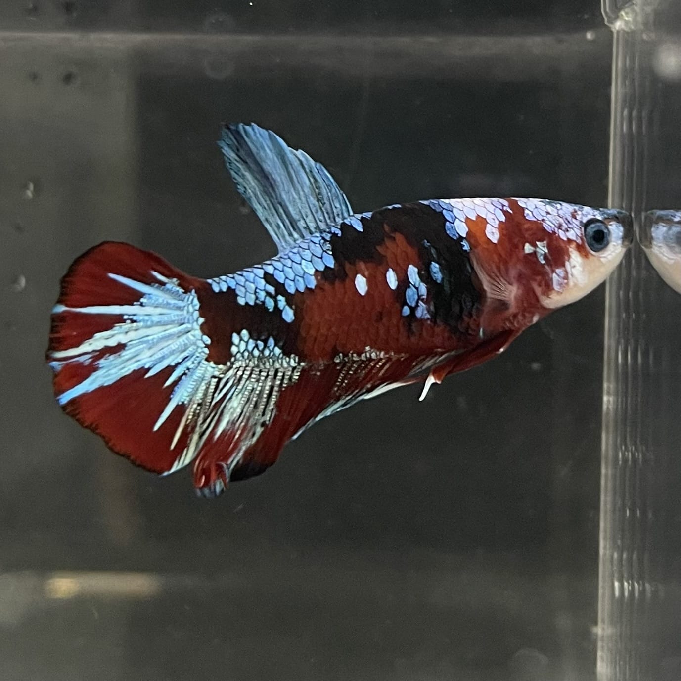 the-fish-farm Premium Male Betta Fancy Plakat Betta Male - One Only - 14 Buy this Premium Male Plakat Betta - One Only The Fish Farm Australia 