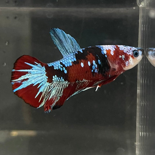 the-fish-farm Premium Male Betta Fancy Plakat Betta Male - One Only - 14 Buy this Premium Male Plakat Betta - One Only The Fish Farm Australia 