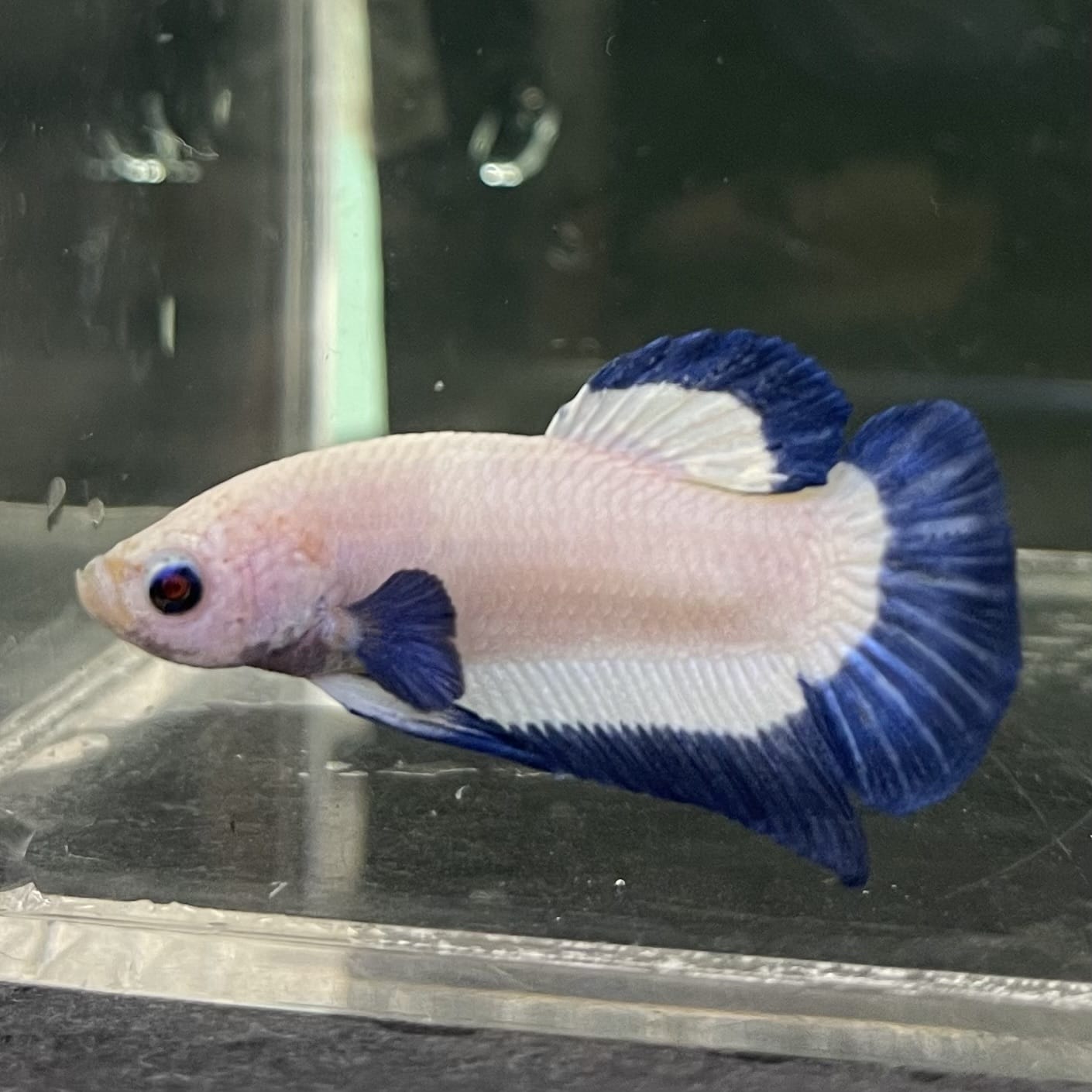 the-fish-farm Premium Male Betta Fancy Plakat Betta Male - One Only - 15 Buy this Premium Male Plakat Betta - One Only The Fish Farm Australia 