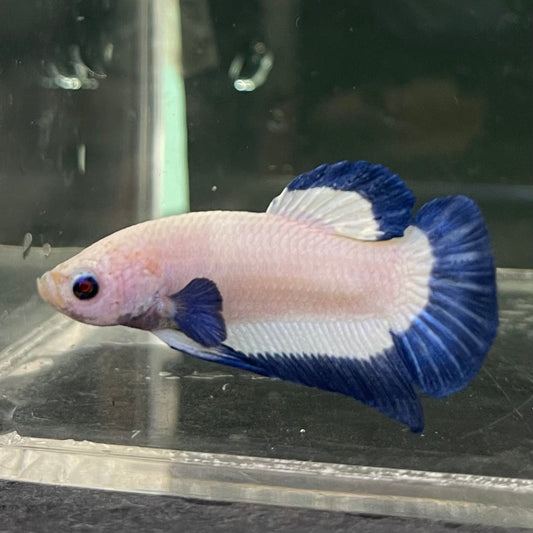 the-fish-farm Premium Male Betta Fancy Plakat Betta Male - One Only - 15 Buy this Premium Male Plakat Betta - One Only The Fish Farm Australia 