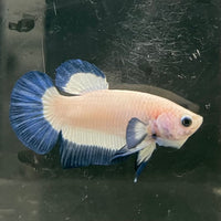 the-fish-farm Premium Male Betta Fancy Plakat Betta Male - One Only - 15 Buy this Premium Male Plakat Betta - One Only The Fish Farm Australia 