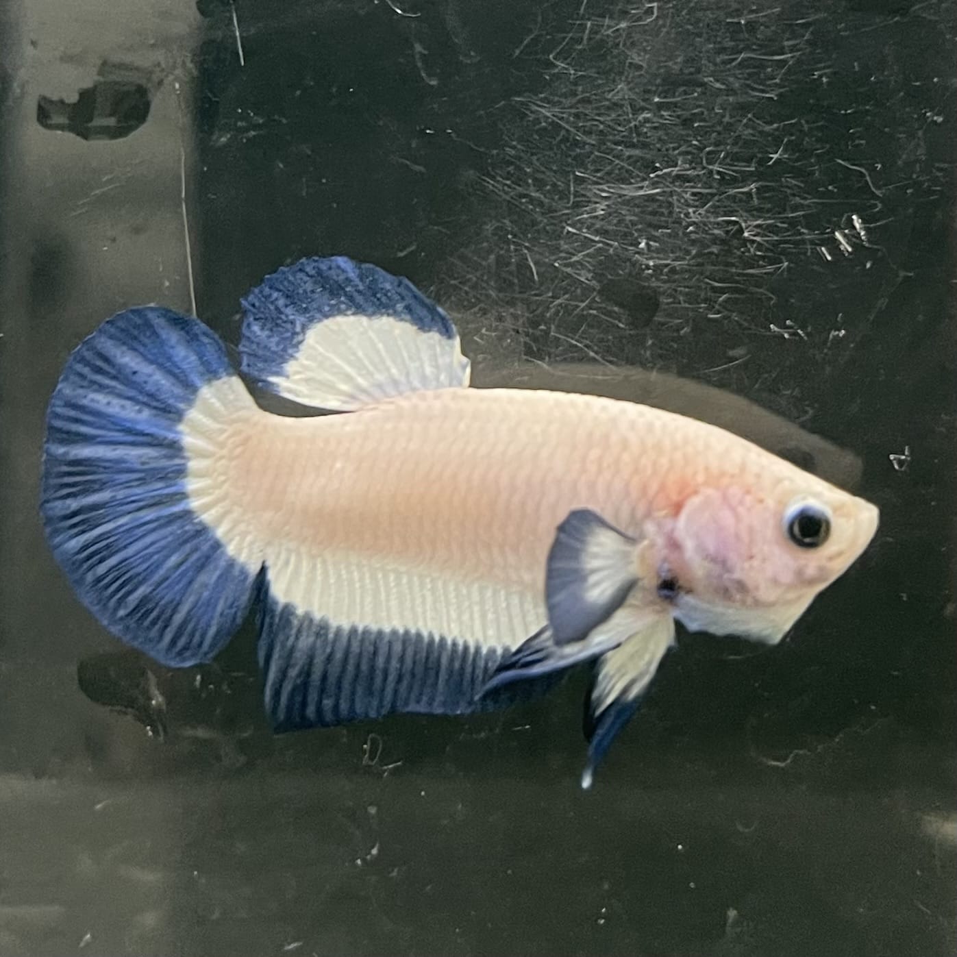 the-fish-farm Premium Male Betta Fancy Plakat Betta Male - One Only - 15 Buy this Premium Male Plakat Betta - One Only The Fish Farm Australia 