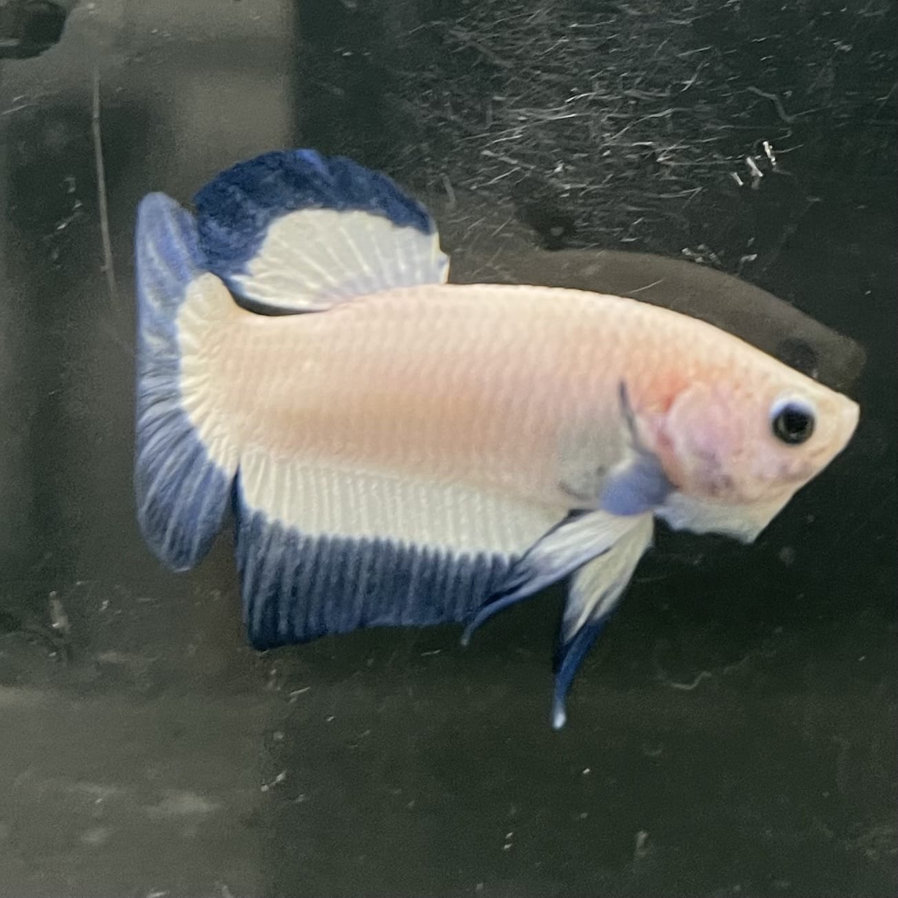 the-fish-farm Premium Male Betta Fancy Plakat Betta Male - One Only - 15 Buy this Premium Male Plakat Betta - One Only The Fish Farm Australia 