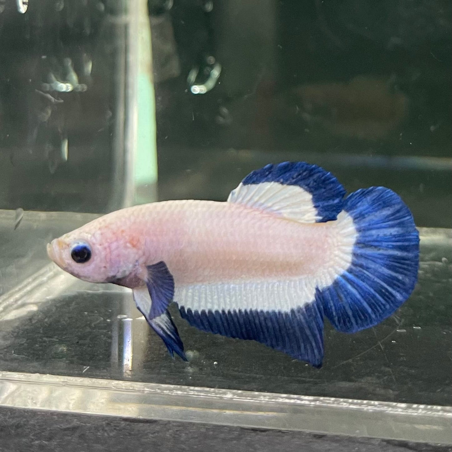 the-fish-farm Premium Male Betta Fancy Plakat Betta Male - One Only - 15 Buy this Premium Male Plakat Betta - One Only The Fish Farm Australia 