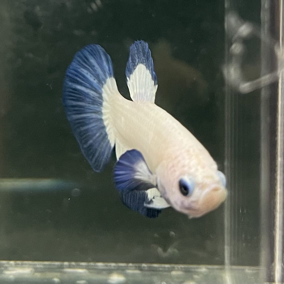 the-fish-farm Premium Male Betta Fancy Plakat Betta Male - One Only - 15 Buy this Premium Male Plakat Betta - One Only The Fish Farm Australia 