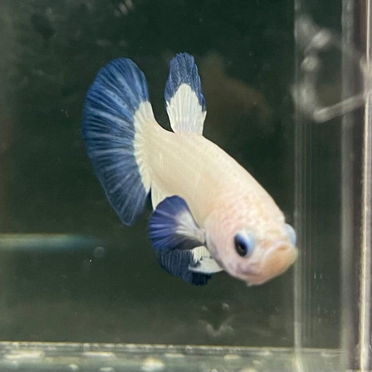 the-fish-farm Premium Male Betta Fancy Plakat Betta Male - One Only - 15 Buy this Premium Male Plakat Betta - One Only The Fish Farm Australia 