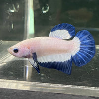 the-fish-farm Premium Male Betta Fancy Plakat Betta Male - One Only - 15 Buy this Premium Male Plakat Betta - One Only The Fish Farm Australia 