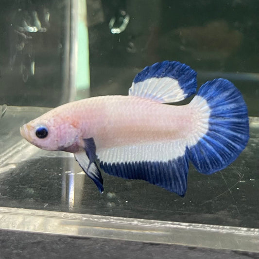 the-fish-farm Premium Male Betta Fancy Plakat Betta Male - One Only - 15 Buy this Premium Male Plakat Betta - One Only The Fish Farm Australia 