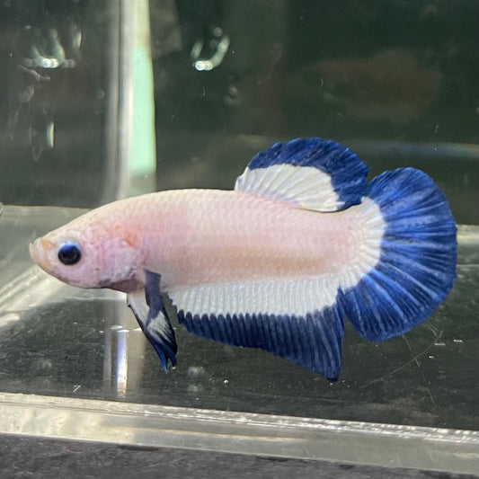 the-fish-farm Premium Male Betta Fancy Plakat Betta Male - One Only - 15 Buy this Premium Male Plakat Betta - One Only The Fish Farm Australia 