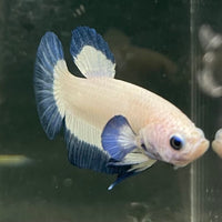 the-fish-farm Premium Male Betta Fancy Plakat Betta Male - One Only - 15 Buy this Premium Male Plakat Betta - One Only The Fish Farm Australia 