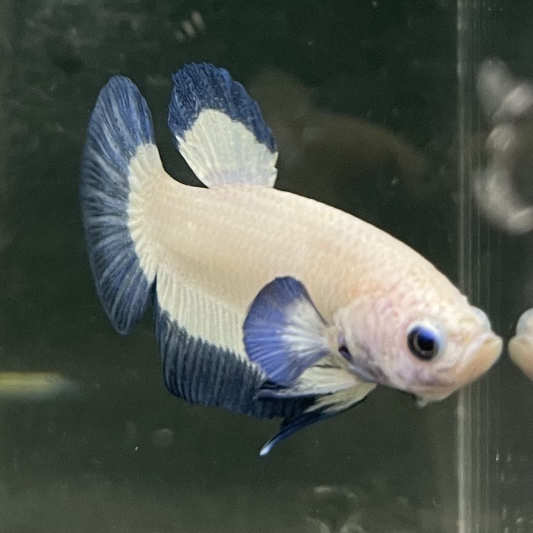 the-fish-farm Premium Male Betta Fancy Plakat Betta Male - One Only - 15 Buy this Premium Male Plakat Betta - One Only The Fish Farm Australia 