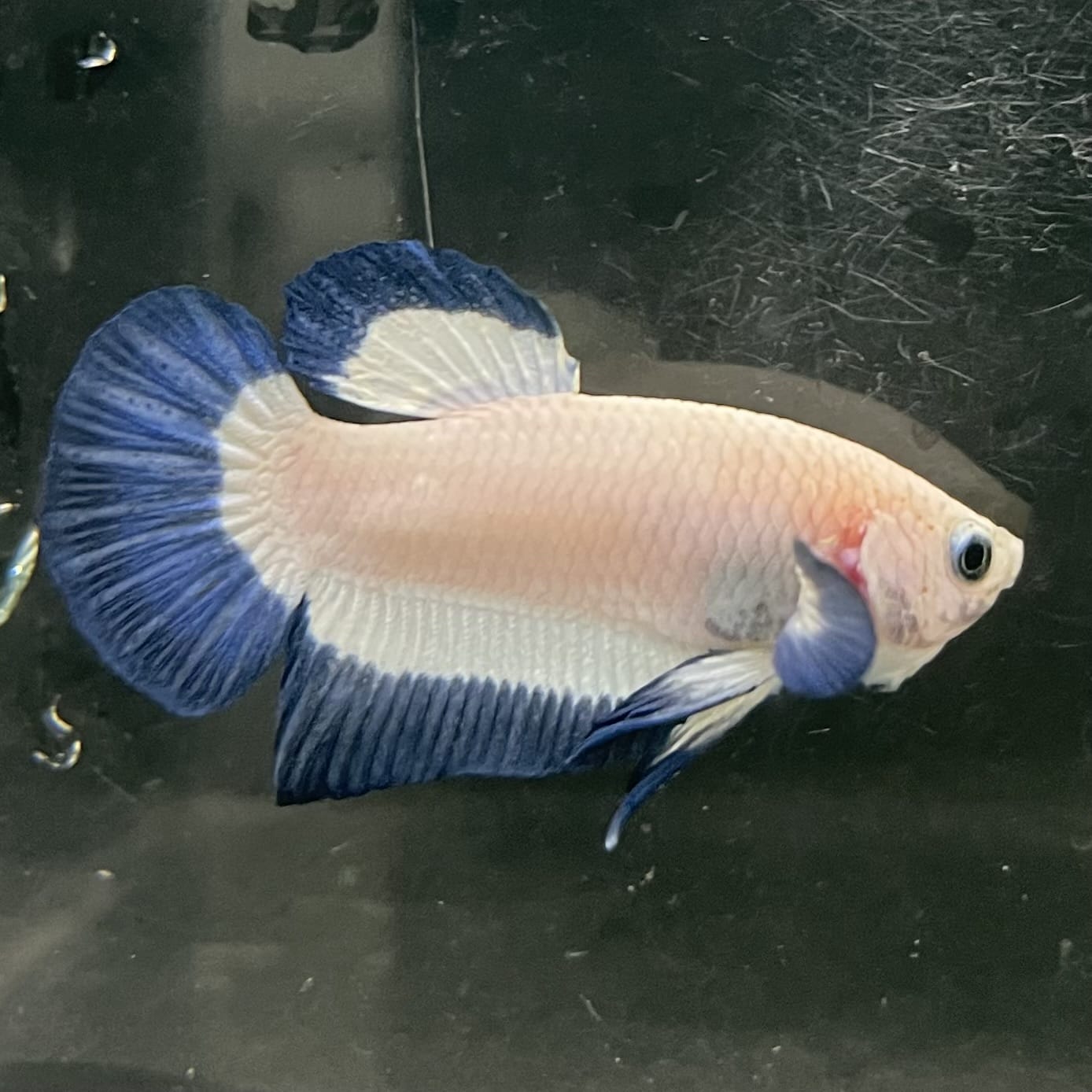 the-fish-farm Premium Male Betta Fancy Plakat Betta Male - One Only - 15 Buy this Premium Male Plakat Betta - One Only The Fish Farm Australia 