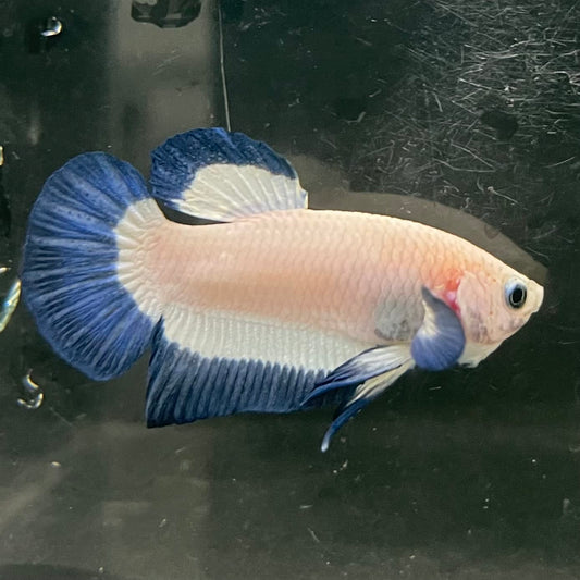 the-fish-farm Premium Male Betta Fancy Plakat Betta Male - One Only - 15 Buy this Premium Male Plakat Betta - One Only The Fish Farm Australia 