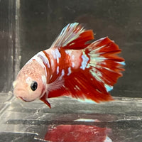 the-fish-farm Premium Male Betta Fancy Plakat Betta Male - One Only - 15 Buy this Premium Male Plakat Betta - One Only The Fish Farm Australia 