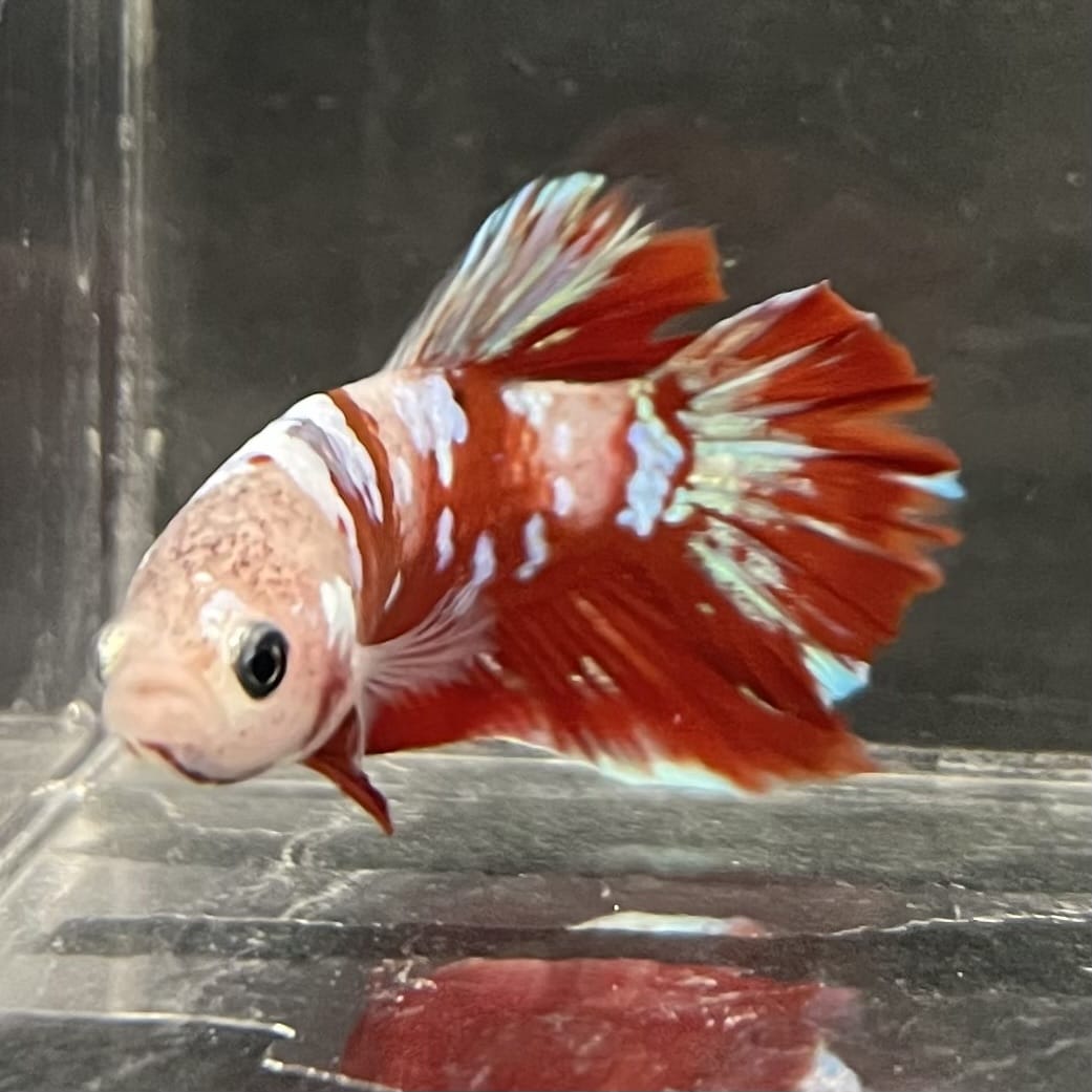 the-fish-farm Premium Male Betta Fancy Plakat Betta Male - One Only - 15 Buy this Premium Male Plakat Betta - One Only The Fish Farm Australia 
