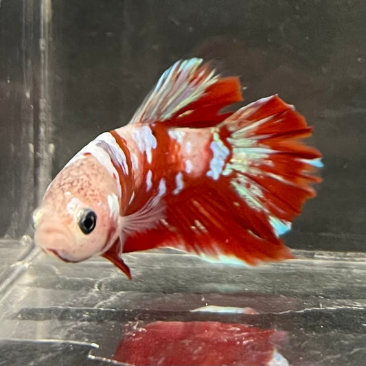 the-fish-farm Premium Male Betta Fancy Plakat Betta Male - One Only - 15 Buy this Premium Male Plakat Betta - One Only The Fish Farm Australia 