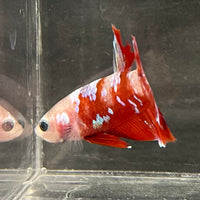 the-fish-farm Premium Male Betta Fancy Plakat Betta Male - One Only - 15 Buy this Premium Male Plakat Betta - One Only The Fish Farm Australia 