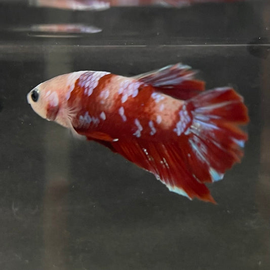 the-fish-farm Premium Male Betta Fancy Plakat Betta Male - One Only - 15 Buy this Premium Male Plakat Betta - One Only The Fish Farm Australia 