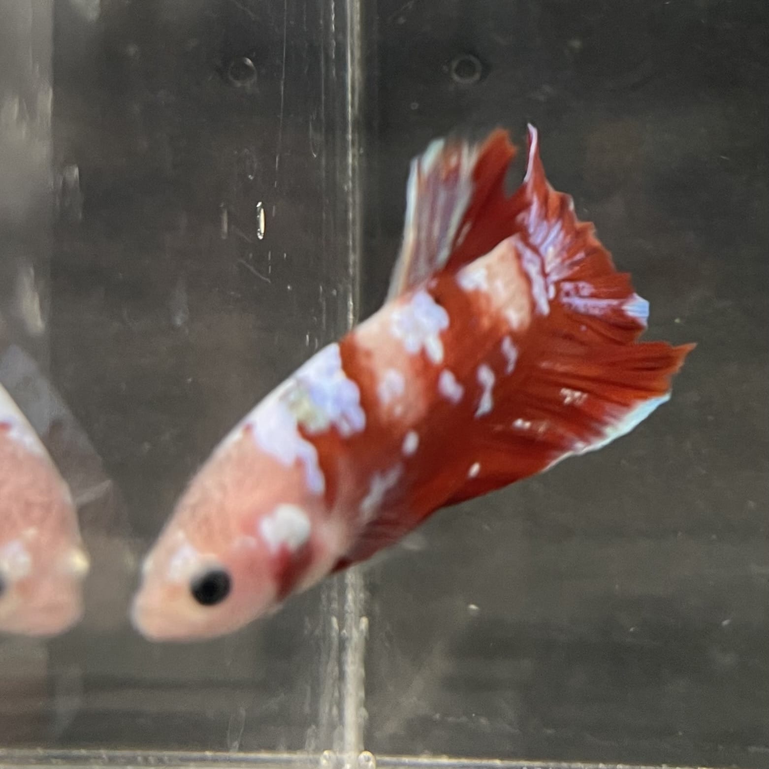 the-fish-farm Premium Male Betta Fancy Plakat Betta Male - One Only - 15 Buy this Premium Male Plakat Betta - One Only The Fish Farm Australia 