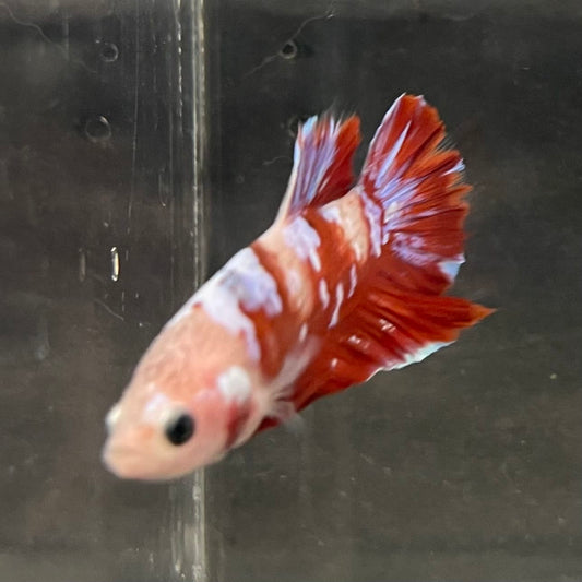 the-fish-farm Premium Male Betta Fancy Plakat Betta Male - One Only - 15 Buy this Premium Male Plakat Betta - One Only The Fish Farm Australia 