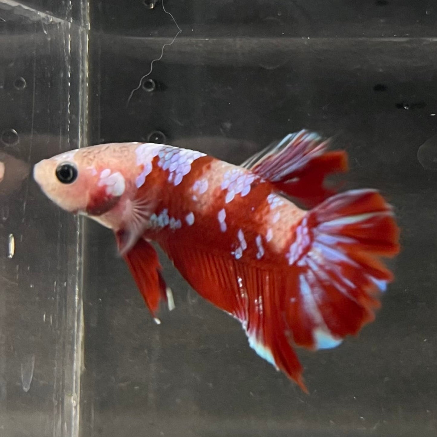 the-fish-farm Premium Male Betta Fancy Plakat Betta Male - One Only - 15 Buy this Premium Male Plakat Betta - One Only The Fish Farm Australia 