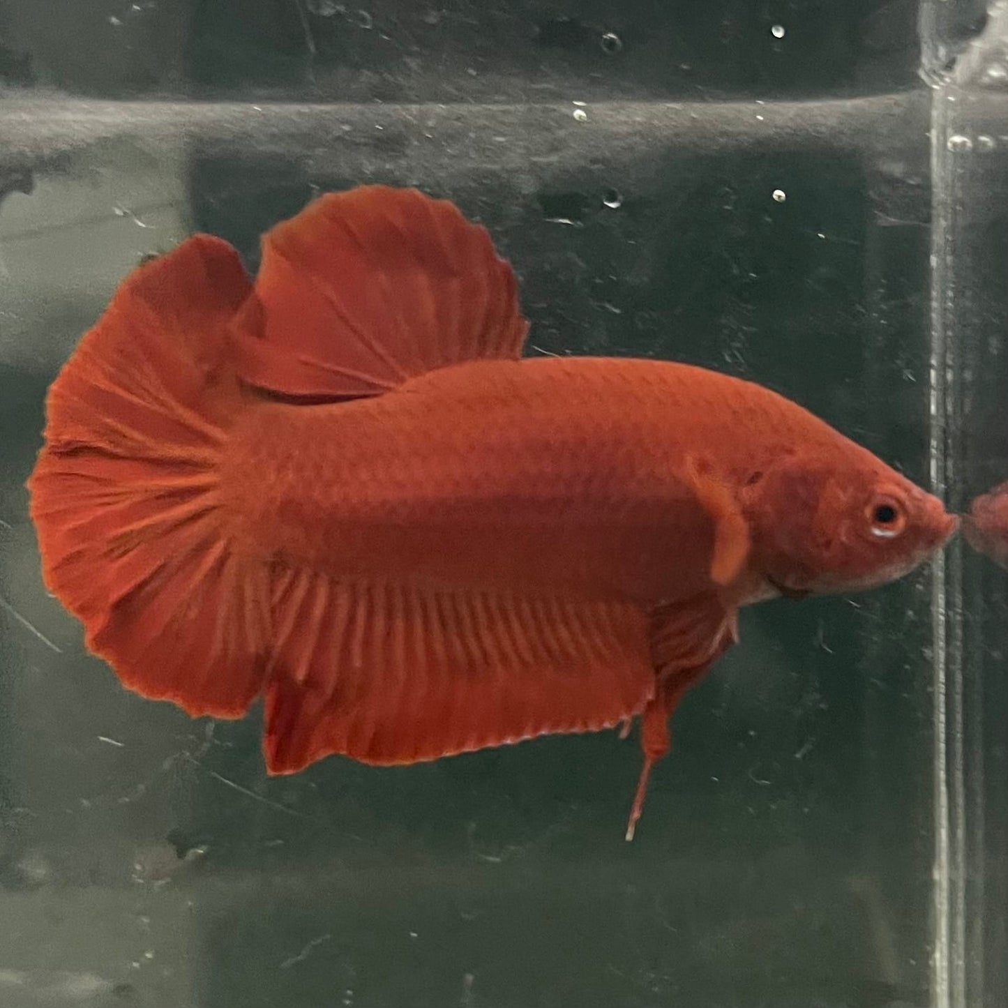 the-fish-farm Premium Male Betta Fancy Plakat Betta Male - One Only - 16 Buy this Premium Male Plakat Betta - One Only The Fish Farm Australia 