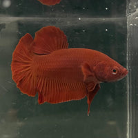 the-fish-farm Premium Male Betta Fancy Plakat Betta Male - One Only - 16 Buy this Premium Male Plakat Betta - One Only The Fish Farm Australia 