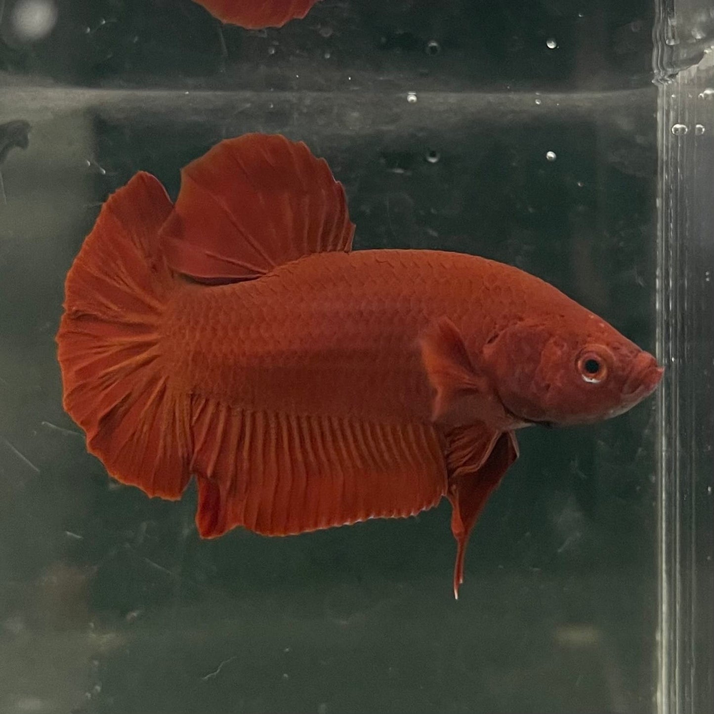 the-fish-farm Premium Male Betta Fancy Plakat Betta Male - One Only - 16 Buy this Premium Male Plakat Betta - One Only The Fish Farm Australia 